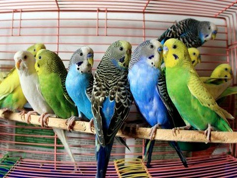 Чем можно заразиться от домашних птиц?