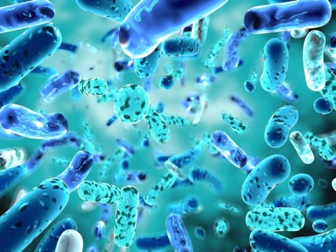 Новые и старые взгляды на воздействие пробиотиков