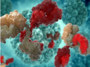 Ученые разрабатывают «элитные» антитела, способные поражать COVID-19 в очень низких дозах