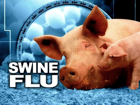 Свиной грипп: распространение и осложнения