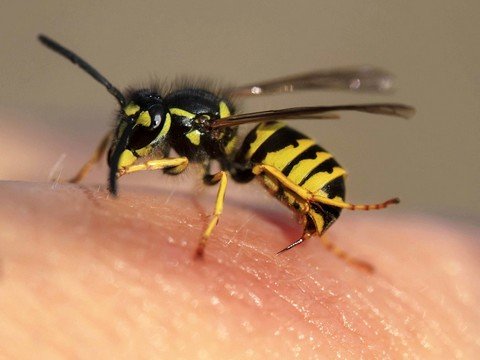 Аллергия на насекомых: как действовать в случае опасности?
