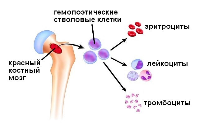 Как происходит процесс кроветворение в организме?