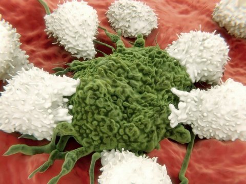Т-клетки атакуют рак